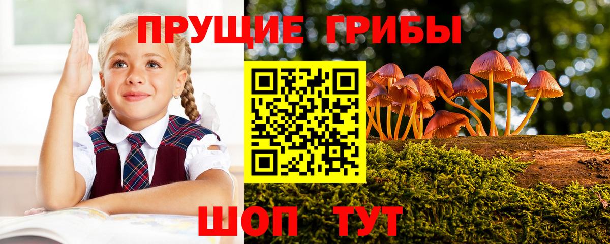 Псилоцибиновые грибы Psilocybe  Вход с VPN  Партизанск 